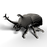 Eugy Insect- Rhino Beetle