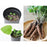 Root Vegetable Growing Kit - Burdock