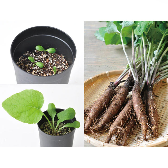 Root Vegetable Growing Kit - Burdock