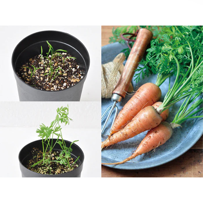 Root Vegetable Growing Kit - Carrot