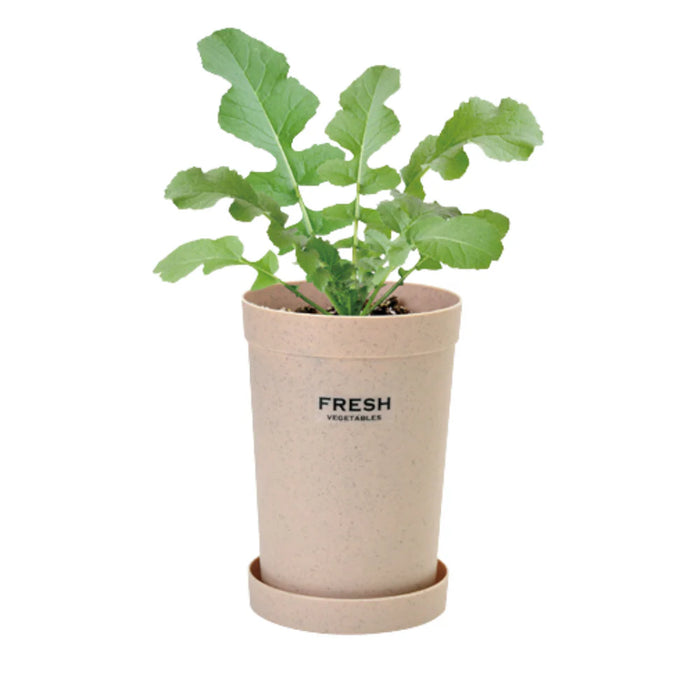 Root Vegetable Growing Kit - Radish