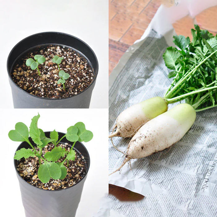 Root Vegetable Growing Kit - Radish