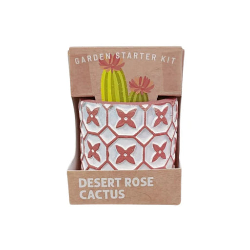 Succulent Collection - Cactus